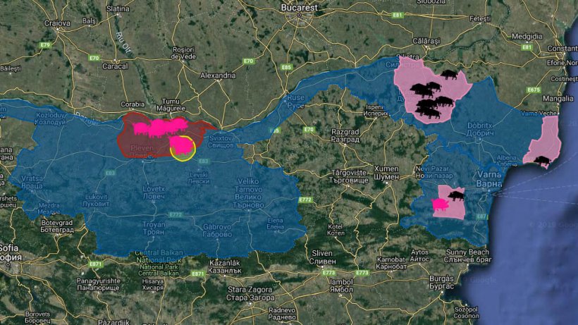 Focos de PSA na Bulg&aacute;ria desde a primeira apari&ccedil;&atilde;o da doen&ccedil;a em Agosto de 2019. Em porcos dom&eacute;sticos (rosa) e javalis (negro).
