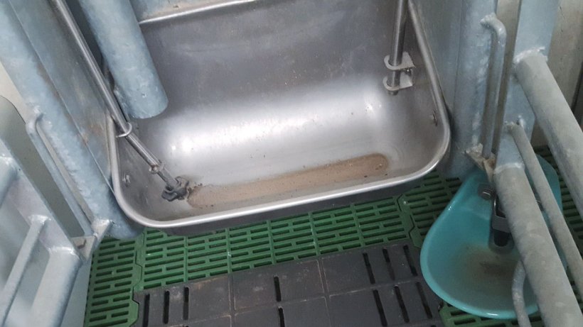 Foto 3. A maioria desses sistemas faz a descarga da ra&ccedil;&atilde;o em por&ccedil;&otilde;es de algumas gramas. Para evitar o desperd&iacute;cio de alimento, h&aacute; uma primeira descarga que exerce um efeito "chamada para comer", mas n&atilde;o descarrega mais se a porca n&atilde;o apertar o bot&atilde;o.