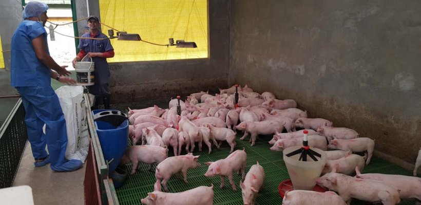 O maneio da alimenta&ccedil;&atilde;o dos leit&otilde;es rec&eacute;m desmamados &eacute; chave para o seu desenvolvimento posterior
