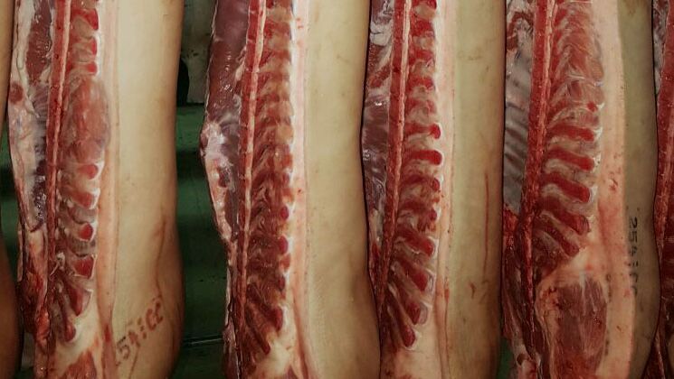 carca&ccedil;as