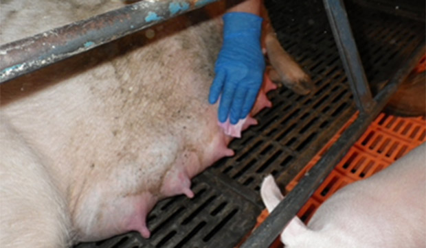 Foto 2. Recolha de amostras da pele do úbere com toalhitas para detectar gripe em explorações de porcas.