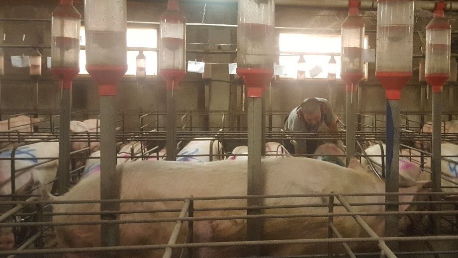 Es imprescindible detectar el celo con el macho delante de las cerdas. La recela por parte del trabajador debe ser activa, tocando, presionando a las cerdas pero sin asustarlas.
