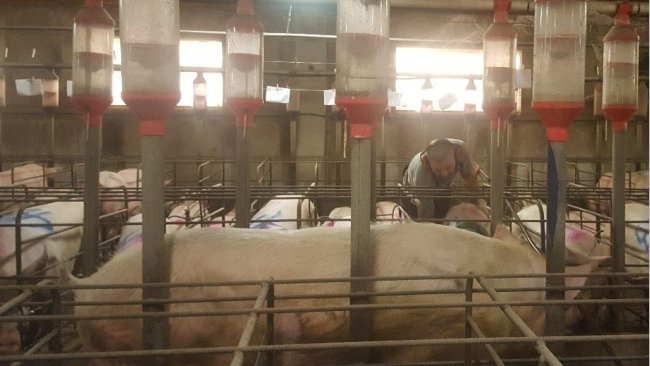 Es imprescindible detectar el celo con el macho delante de las cerdas. La recela por parte del trabajador debe ser activa, tocando, presionando a las cerdas pero sin asustarlas.