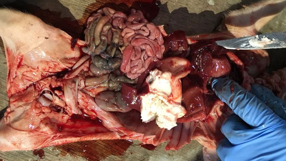 Figura 2. Leit&atilde;o de quatro dias com hemoperitoneu e hemot&oacute;rax com o est&ocirc;mago cheio.
