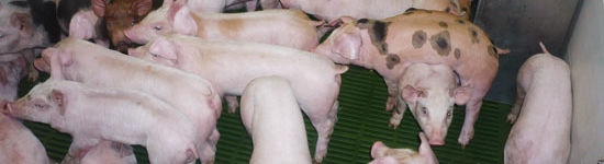 O quadro aparece nos leit&otilde;es desmamados que come&ccedil;am a mostrar um evidente atraso de crescimento aos poucos dias ap&oacute;s o desmame