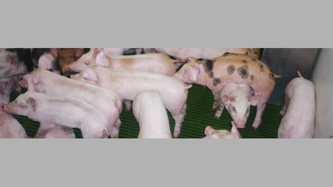 O quadro aparece nos leitões desmamados que começam a mostrar um evidente atraso de crescimento aos poucos dias após o desmame