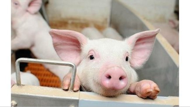 La producción porcina aumentó un 5,1% en 2019.
