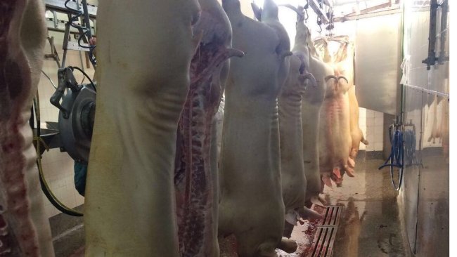 carne de cerdo