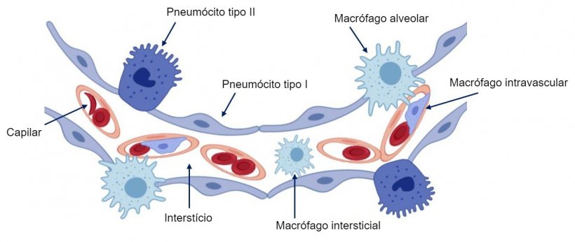 Figura 2: Esquema da parede do alvéolo pulmonar