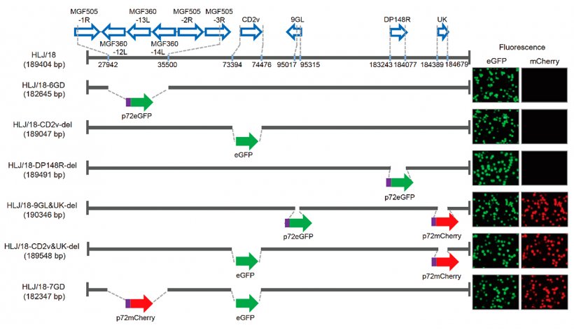 Figura&nbsp;1. Gera&ccedil;&atilde;o e avalia&ccedil;&atilde;o da virul&ecirc;ncia de diferentes v&iacute;rus da Peste Su&iacute;na Africana com genes eliminados. Representa&ccedil;&atilde;o esquem&aacute;tica de&nbsp;genes e regi&otilde;es&nbsp;eliminados em cada v&iacute;rus da PSA&nbsp;com genes eliminados. Os segmentos dos genes&nbsp;eliminados&nbsp;ser&atilde;o substitu&iacute;dos com os genes marcadores&nbsp;p72eGFP, eGFP, ou p72mCherry. &Agrave; direita do esquema apresentam-se os macr&oacute;fagos alveolares su&iacute;nos prim&aacute;rios infectados com o v&iacute;rus que expressam diferente fluoresc&ecirc;ncia. Especificam-se as posi&ccedil;&otilde;es de nucle&oacute;tidos que indicam os limites da dele&ccedil;&atilde;o relativos ao genoma do v&iacute;rus da PSA HLJ/18.
