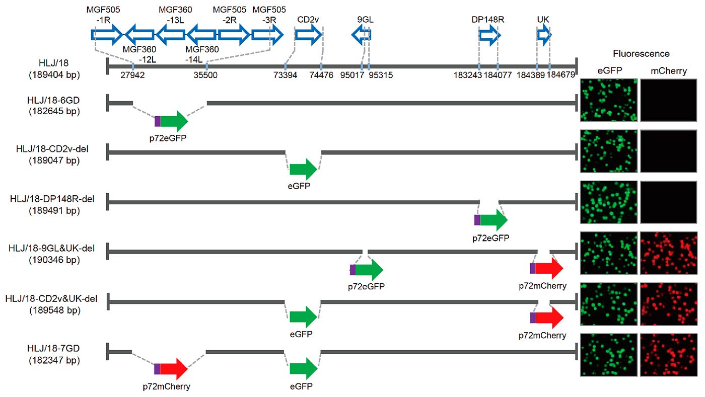 Figura&nbsp;1. Gera&ccedil;&atilde;o e avalia&ccedil;&atilde;o da virul&ecirc;ncia de diferentes v&iacute;rus da Peste Su&iacute;na Africana com genes eliminados. Representa&ccedil;&atilde;o esquem&aacute;tica de&nbsp;genes e regi&otilde;es&nbsp;eliminados em cada v&iacute;rus da PSA&nbsp;com genes eliminados. Os segmentos dos genes&nbsp;eliminados&nbsp;ser&atilde;o substitu&iacute;dos com os genes marcadores&nbsp;p72eGFP, eGFP, ou p72mCherry. &Agrave; direita do esquema apresentam-se os macr&oacute;fagos alveolares su&iacute;nos prim&aacute;rios infectados com o v&iacute;rus que expressam diferente fluoresc&ecirc;ncia. Especificam-se as posi&ccedil;&otilde;es de nucle&oacute;tidos que indicam os limites da dele&ccedil;&atilde;o relativos ao genoma do v&iacute;rus da PSA HLJ/18.
