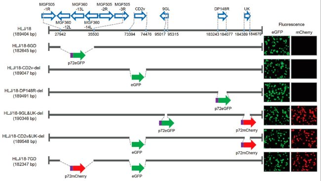 Figura 1. Geração e avaliação da virulência de diferentes vírus da Peste Suína Africana com genes eliminados. Representação esquemática de genes e regiões eliminados em cada vírus da PSA com genes eliminados. Os segmentos dos genes eliminados serão substituídos com os genes marcadores p72eGFP, eGFP, ou p72mCherry. À direita do esquema apresentam-se os macrófagos alveolares suínos primários infectados com o vírus que expressam diferente fluorescência. Especificam-se as posições de nucleótidos que indicam os limites da deleção relativos ao genoma do vírus da PSA HLJ/18.
