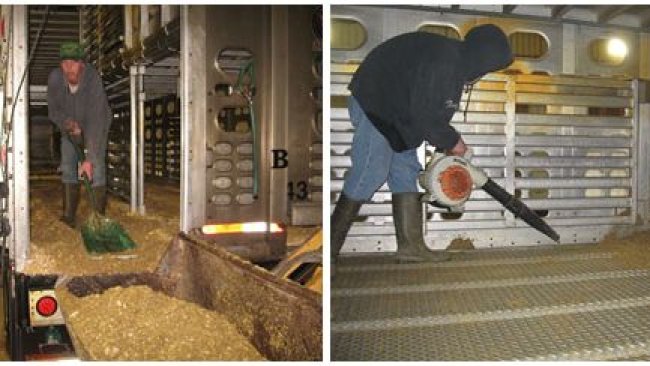 Imagem 2: Processo de limpeza a seco em que a maior parte do material orgânico é eliminado manualmente. Por cortesia de Dr. Clayton Johnson de Carthage Veterinary Services.