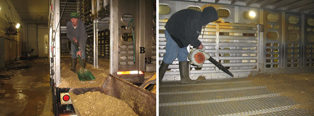 Imagem 2: Processo de limpeza a seco em que a maior parte do material orgânico é eliminado manualmente. Por cortesia de Dr. Clayton Johnson de Carthage Veterinary Services.