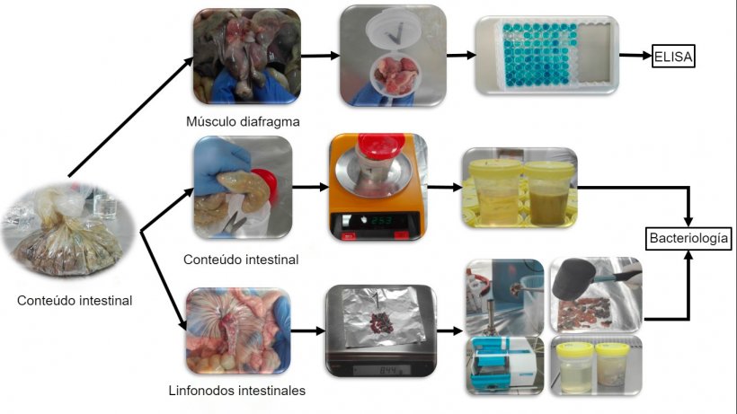 Processamento das amostras intestinais dos leitões para a detecção de Salmonella
