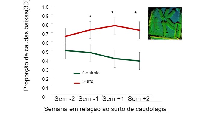 Figura 2. Proporção de caudas baixas em relação ao aparecimento de um surto de caudofagia