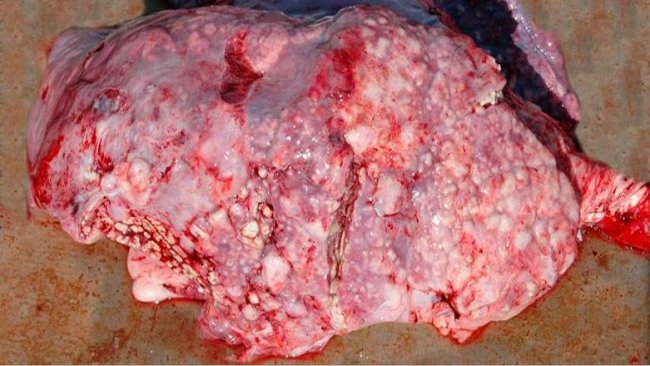 Figura 5: Pneumonia embólica causada por T. pyogenes.