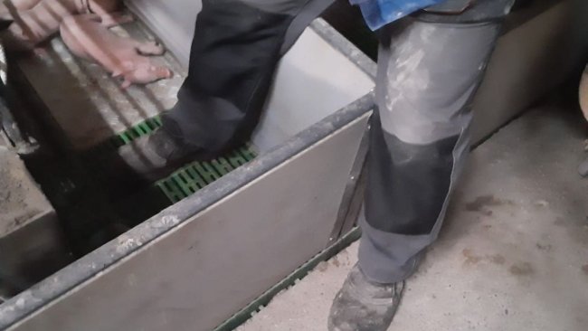 Imagem 1: Na medida do possível, deve evitar-se pisar o interior de uma jaula de parto. Foto cortesia de Ramaderies Duch. 