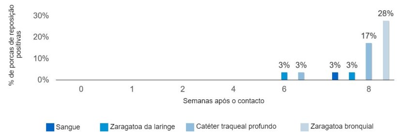 Figura 2. Propor&ccedil;&atilde;o porcas positivas por contacto de Mycoplasma hyopneumoniae segundo o tipo de amostra e o tempo ap&oacute;s o contacto com uma porca infecciosa.
