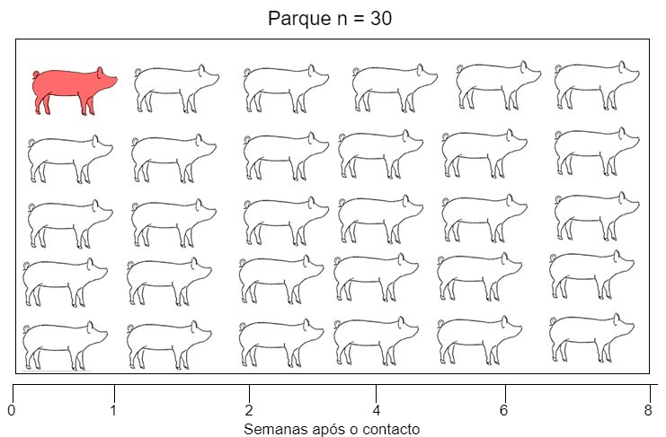 Figura 1. Foi usado um modelo de infecção natural para avaliar a detecção de Mycoplasma hyopneumoniae após o  contacto com uma porca infecciosa. Ex X: semanas posteriores ao contacto. As amostras foram recolhidas do dia 0 até às 8 semanas posteriores ao contacto.
