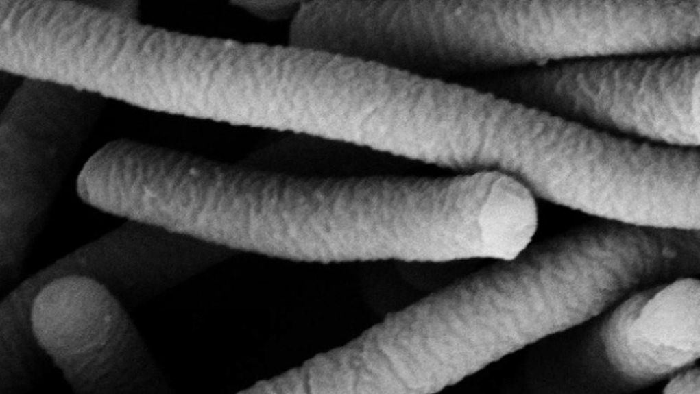 Foto 1. Micrografia electr&oacute;nica de Lactobacillus acidophilus, que tem caracter&iacute;sticas probi&oacute;ticas. Foto de Mogana Das Murtey e Patchamuthu Ramasamy.
