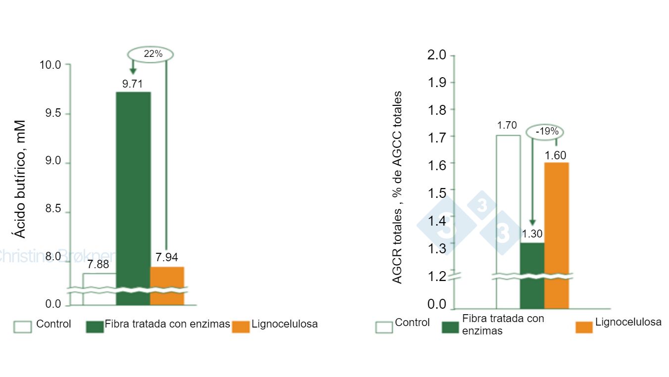 Figura 1. Controlo = n&atilde;o fibra, Fibra tratada com enzimas = PNA sol&uacute;vel, Lignocelulose&nbsp;= PNA insol&uacute;vel.&nbsp;(A) A produ&ccedil;&atilde;o de &aacute;cido but&iacute;rico aumenta 22% em leit&otilde;es (15 kg) ao fermentar fibra sol&uacute;vel. (B) A fermenta&ccedil;&atilde;o das prote&iacute;nas &eacute; reduzida 19% em leit&otilde;es (15 kg) ao fermentar fibra sol&uacute;vel. AGCC = &aacute;cidos gordos de cadeia curta, AGCR = &aacute;cidos gordos de cadeia ramificada.
