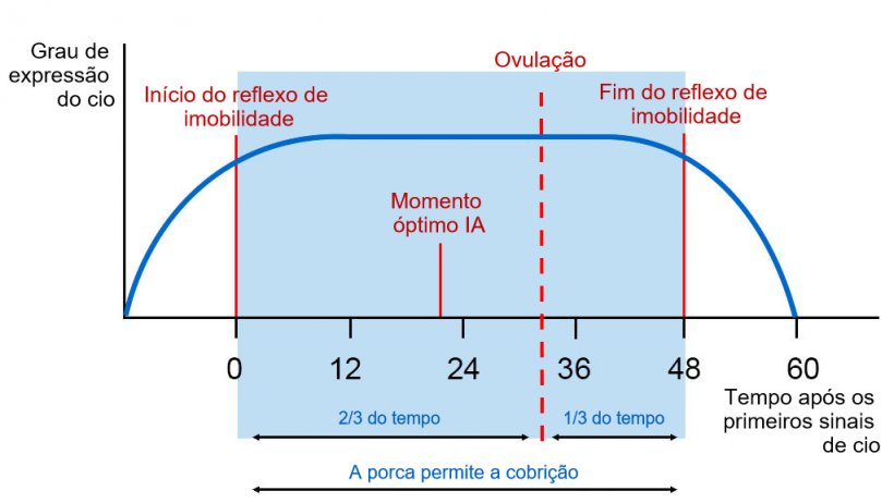 Figura 1. Representação gráfica do reflexo de imobilidade, a ovulação e o momento óptimo de IA numa porca com um cio de 60h. 
Fonte: Carles Casanovas.
