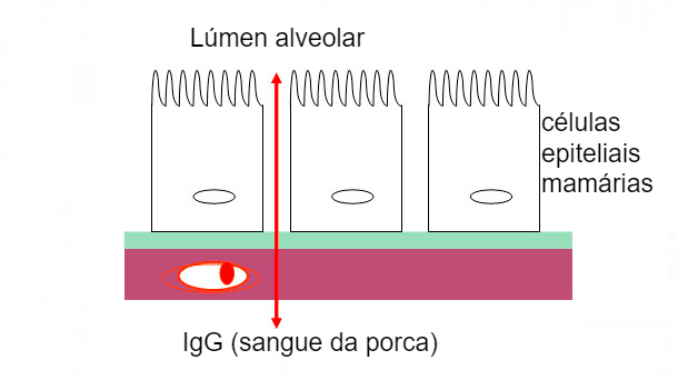 Figura 2. Ilustração esquemática das uniões estreitas mamárias durante a fase de colostro.
