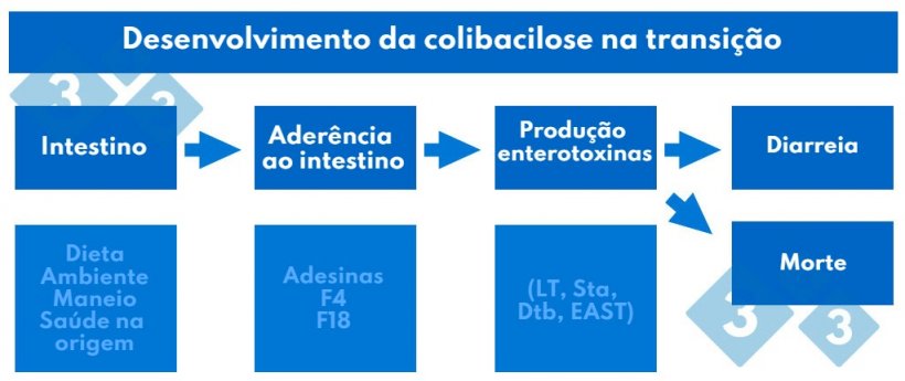 Quadro 2. Desenvolvimento da colibacilose na transição.