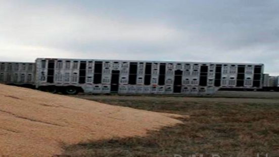 Imagem 2. Proximidade de ve&iacute;culos de transporte contaminados e armazenamento sem protec&ccedil;&atilde;o. Cortes&iacute;a del Dr. Doug McDougald.
