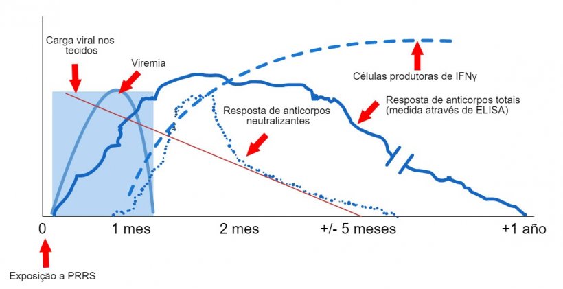 Esquema de detecção de vírus e anticorpos após a exposição a PRRS: O gráfico a seguir mostra as mudanças na concentração (eixo Y) ao longo do tempo (eixo X) dos diferentes analitos usados ​​nos ensaios. Após a exposição ao vírus PRRS, o vírus aparece no sangue (viremia) que geralmente dura entre 2 e 4 semanas, dependendo da idade e do estado imunológico do porco. A soroconversão (detecção de anticorpos) geralmente ocorre 7 a 10 dias após a exposição e dura vários meses antes de se tornar seronegativa. Os anticorpos neutralizantes aparecem entre 4 e 6 semanas após a exposição (López e Osorio, 2004).