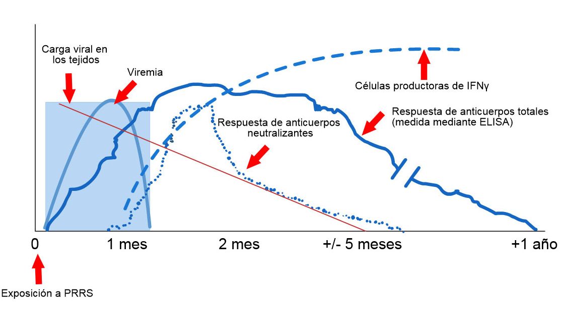 Esquema de detec&ccedil;&atilde;o de v&iacute;rus e anticorpos ap&oacute;s a exposi&ccedil;&atilde;o a PRRS: O gr&aacute;fico a seguir mostra as mudan&ccedil;as na concentra&ccedil;&atilde;o (eixo Y) ao longo do tempo (eixo X) dos diferentes analitos usados ​​nos ensaios. Ap&oacute;s a exposi&ccedil;&atilde;o ao v&iacute;rus PRRS, o v&iacute;rus aparece no sangue (viremia) que geralmente dura entre 2 e 4 semanas, dependendo da idade e do estado imunol&oacute;gico do porco. A soroconvers&atilde;o (detec&ccedil;&atilde;o de anticorpos) geralmente ocorre 7 a 10 dias ap&oacute;s a exposi&ccedil;&atilde;o e dura v&aacute;rios meses antes de se tornar seronegativa. Os anticorpos neutralizantes aparecem entre 4 e 6 semanas ap&oacute;s a exposi&ccedil;&atilde;o (L&oacute;pez e Osorio, 2004).
