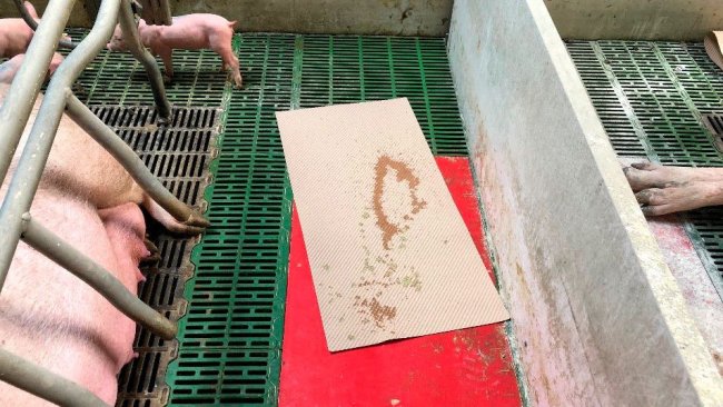 Imagem 1. Um método prático para recolher diarreia diarrea, é usar tapetes dos usados para secar e dar conforto ao leitão no parto. Esos tapetes se dejan en la maternidad y si hay diarrea los lechones los mancharán, usándose luego para preparar la mezcla que administraremos a la cerda.