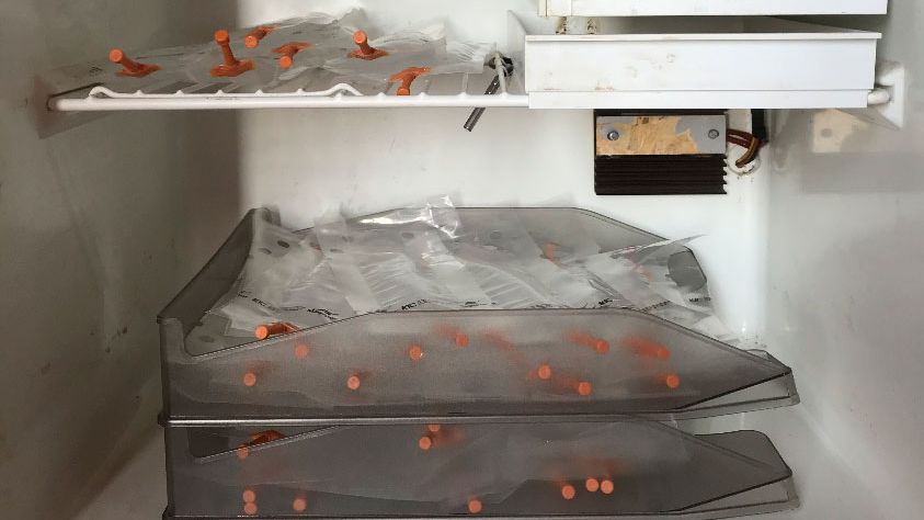 Foto 1. Coloca&ccedil;&atilde;o das doses em bandejas dispostas umas por cima das outras de modo a evitar a sedimenta&ccedil;&atilde;o inadequada dos espermatoz&oacute;ides e facilitar o movimento peri&oacute;dico destas para a sua homogeneiza&ccedil;&atilde;o.
