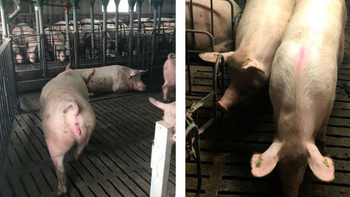 Foto 1. Movimento de porcas aos 35 dias de gesta&ccedil;&atilde;o