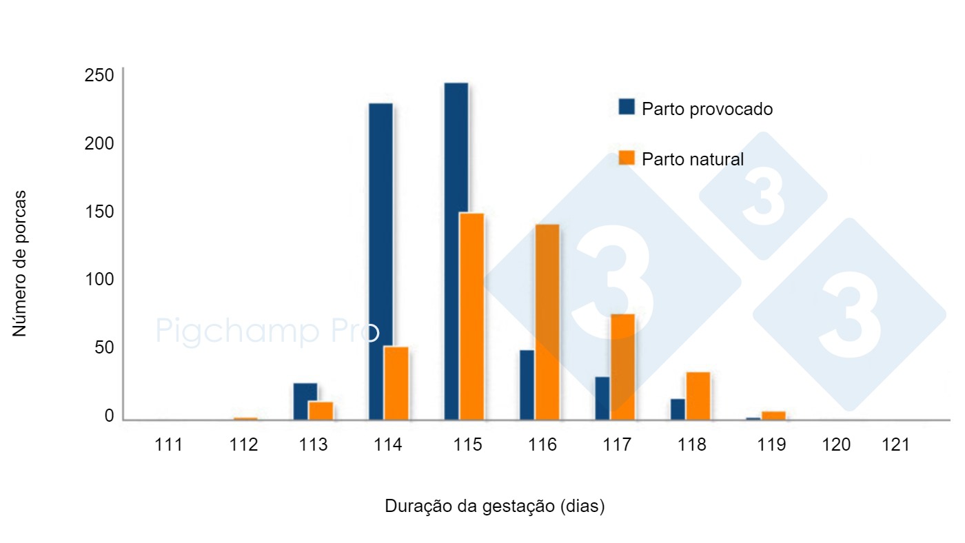 A duração da gestação nas porcas está a mudar? - Artigos - 3tres3, A página  do porco