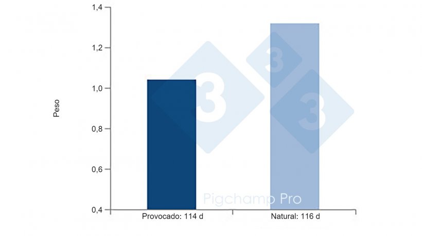 Gráfico 4: Comparativa do peso ao nascimento de partos provocados aos 114 d e partos naturais aos 116 d em porcas hiperprol&iacute;ficas&nbsp;(&iquest;Nos est&aacute;n pidiendo las cerdas el 3tres4? 1/2)
