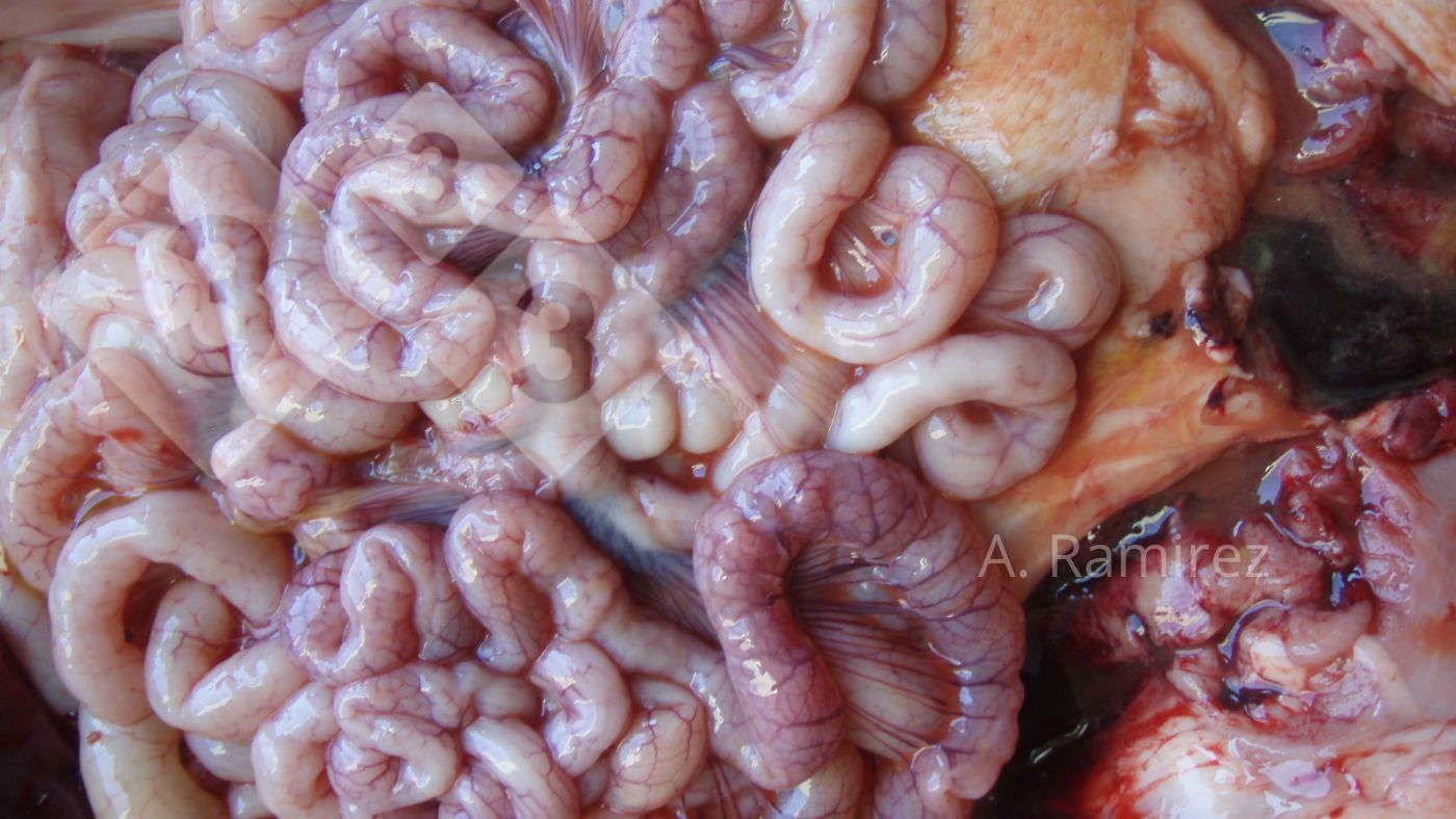 Imagem 2. Intestino delgado ligeiramente ondulado (devido ao engrossamento da parede intestinal) que sugere ileite leve a moderadamente cr&oacute;nica e sem complica&ccedil;&otilde;es. Se abrissemos os intestinos, o engrossamento e a ondula&ccedil;&atilde;o seriam muito evidentes.
