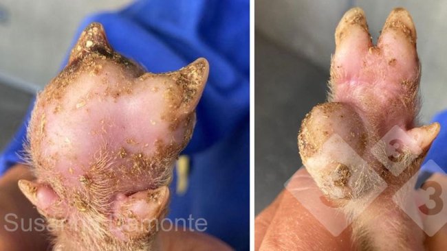 Figura 2. Lesão plantar em leitão de 15 dias