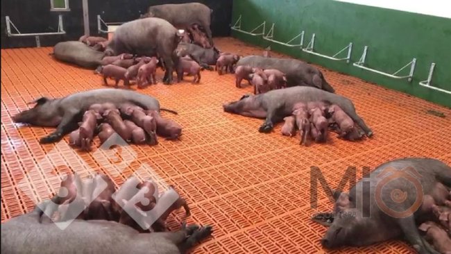 Figura 2. Exemplo de parques de lactação em grupo, onde tanto as porcas como os leitões se podem misturar e interagir. Fonte: mio1989.com