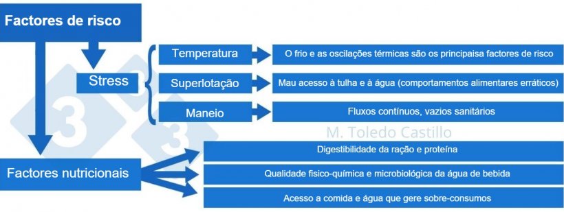 Esquema 2: Quadro dos factores de risco associados com a apresentação de colibacilose