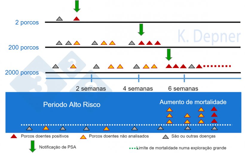 Figura 1. Periodo de alto risco e tamanho da exploração. É frequentemente emais fácil nas pequenas a detecção precoce da PSA devido ao pequeno número de animais, enquanto que nas grandes os primeiros animais doentes ou mortos podem passar despercibidos.
