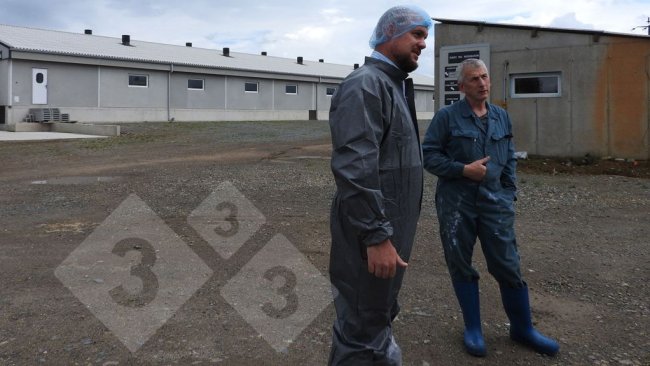 Pavilhão de engorda numa exploração suína situada em Hennon, Bretanha francesa, que faz parte da cooperativa Cooperl.