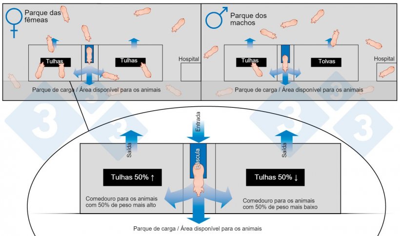 Figura 1: Esquema da engorda com grupos grandes e classificação automática