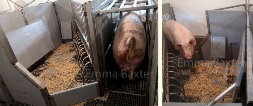 Foto 2. Um exemplo de protótipos deste tipo de alojamento (PIGSAFE). Fonte: Emma Baxter.
