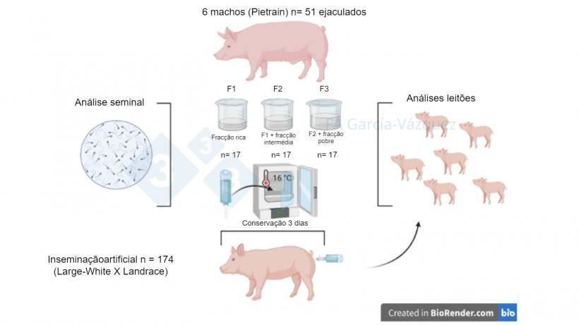 Figura 1. Resumo gr&aacute;fico do estudo
