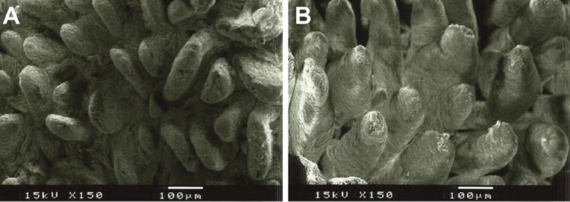 Figura 2. Imagem de microscópio electr&oacute;nico da superfície da mucosa duodenal em leitões desmamados alimentados com A: dieta sem fibra adicionada (altura vilosidades: 538&micro;m) e B: lignocelulose a 1% (altura vilosidades: 616&micro;m) (Adaptado de Silva-Guillen et al., 2022).
