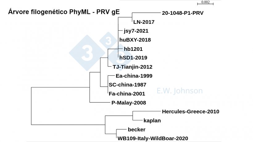 Imagem 5. Árvore filogen&eacute;tica PhyML - PRV gE que mostra estirpes de tipo1 (semelhante a kaplan/becker), estirpes estirpes clássicas do tipo 2 (semelhantes a Fa/SC/Ea) e de virulência superior do tipo 2 (semelhantes a TJ/hb1201). Casos recentes de PRV, this&nbsp;case&nbsp;[20-1048]&nbsp;e encefalite humana&nbsp;PRV hSD1-2019 cluster with&nbsp;TJ/hb1201.