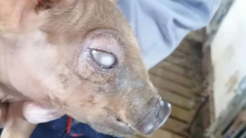 Imagem 1. Porco com opacidade corneal.
