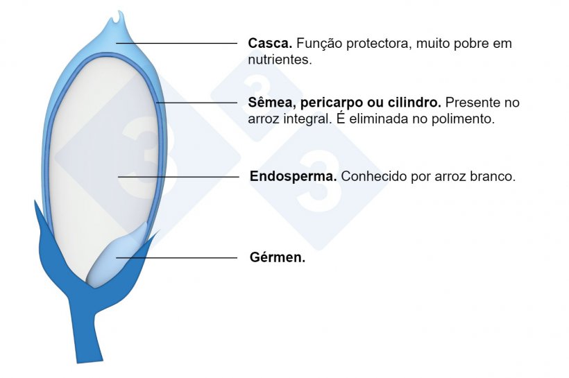 Componentes do grão de arroz